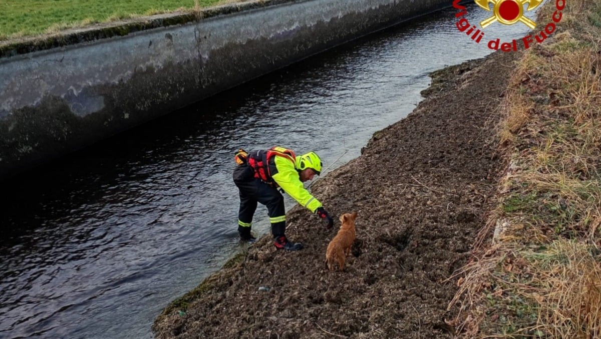 Restano bloccati su un isolotto al centro del torrente: 5 cani tratti in salvo dai pompieri - 