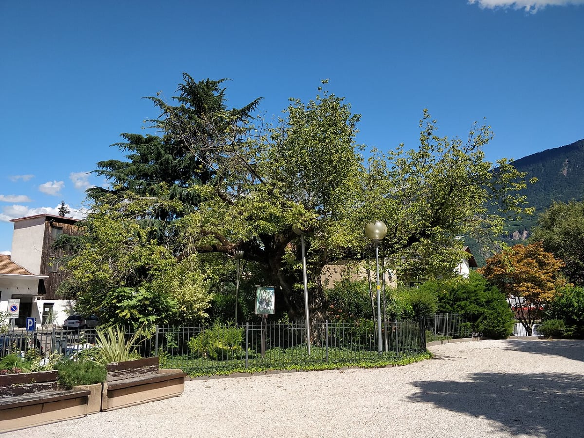 L’albero che non c’è più: cosa resta dell’acero americano di Laives - Foto: Boboseiptu/Wikipedia