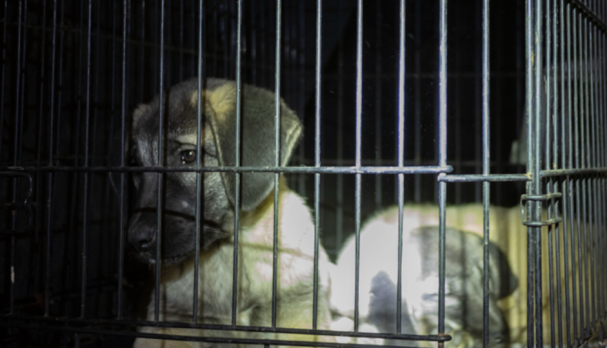 Cuccioli trasportati senza acqua e cibo, ammassati nelle gabbie: sequestrati, uno è morto - 
