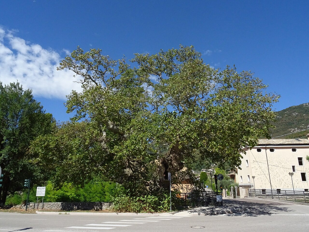 Il gigante in mezzo alla strada: il Platano dei Cento Bersaglieri e la magnifica storia mai raccontata - Foto: Syrio/Wikipedia
