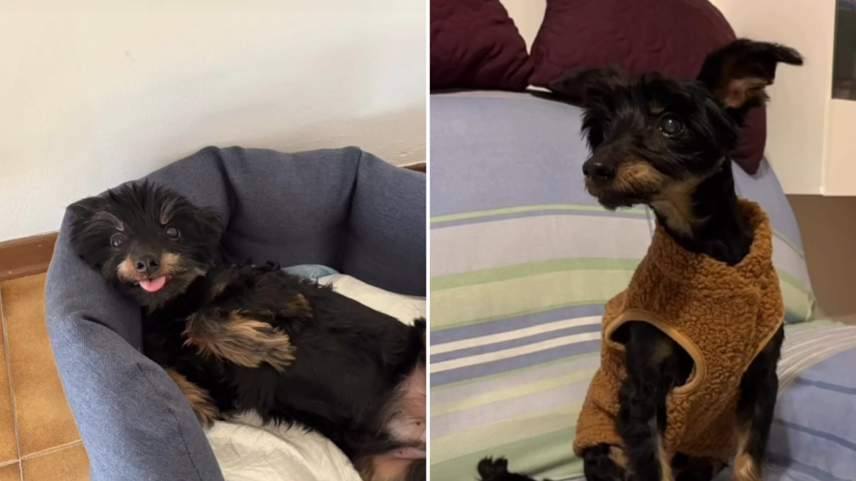 Udine, getta il cane di 13 anni nel vuoto: Pepe perde la vita dopo un volo di 4 metri | VIDEO - 