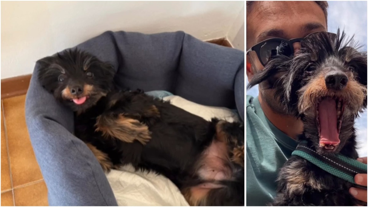 Lancia il cane anziano nel vuoto uccidendolo, il comune di Udine: «Siamo vicini ai proprietari» - Le immagini del cagnolino Pepe