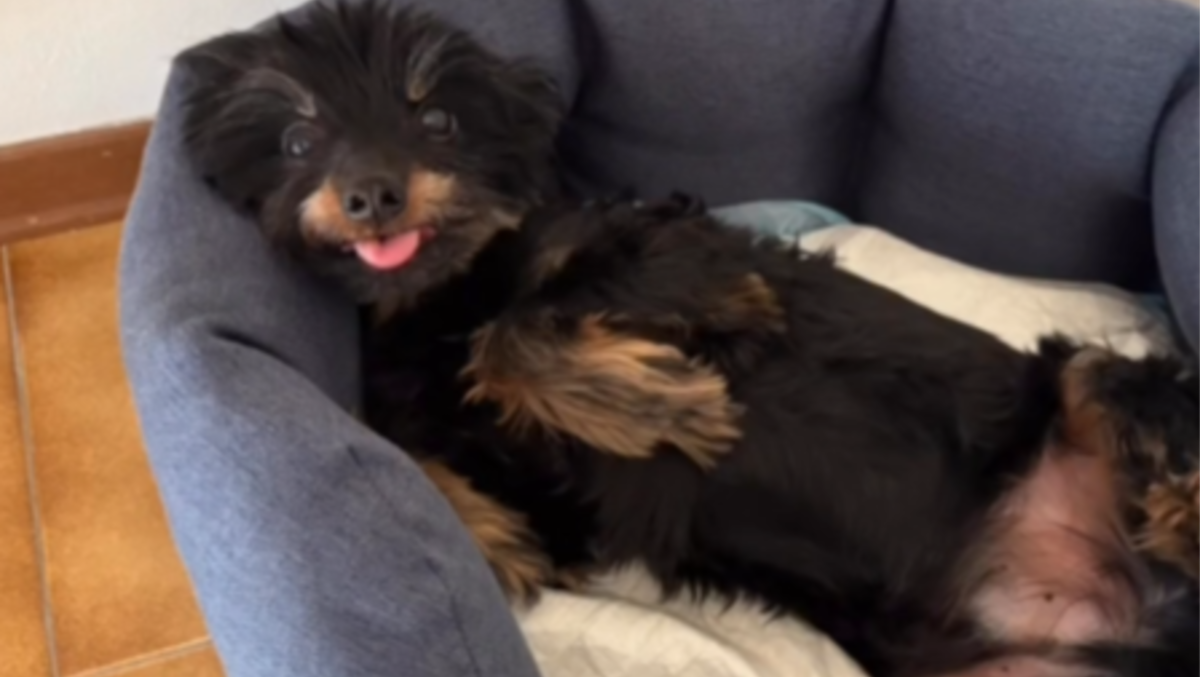 Cagnolino ucciso a Udine, l’ira del Partito Animalista: «Gesto vigliacco, omicidio vero e proprio»