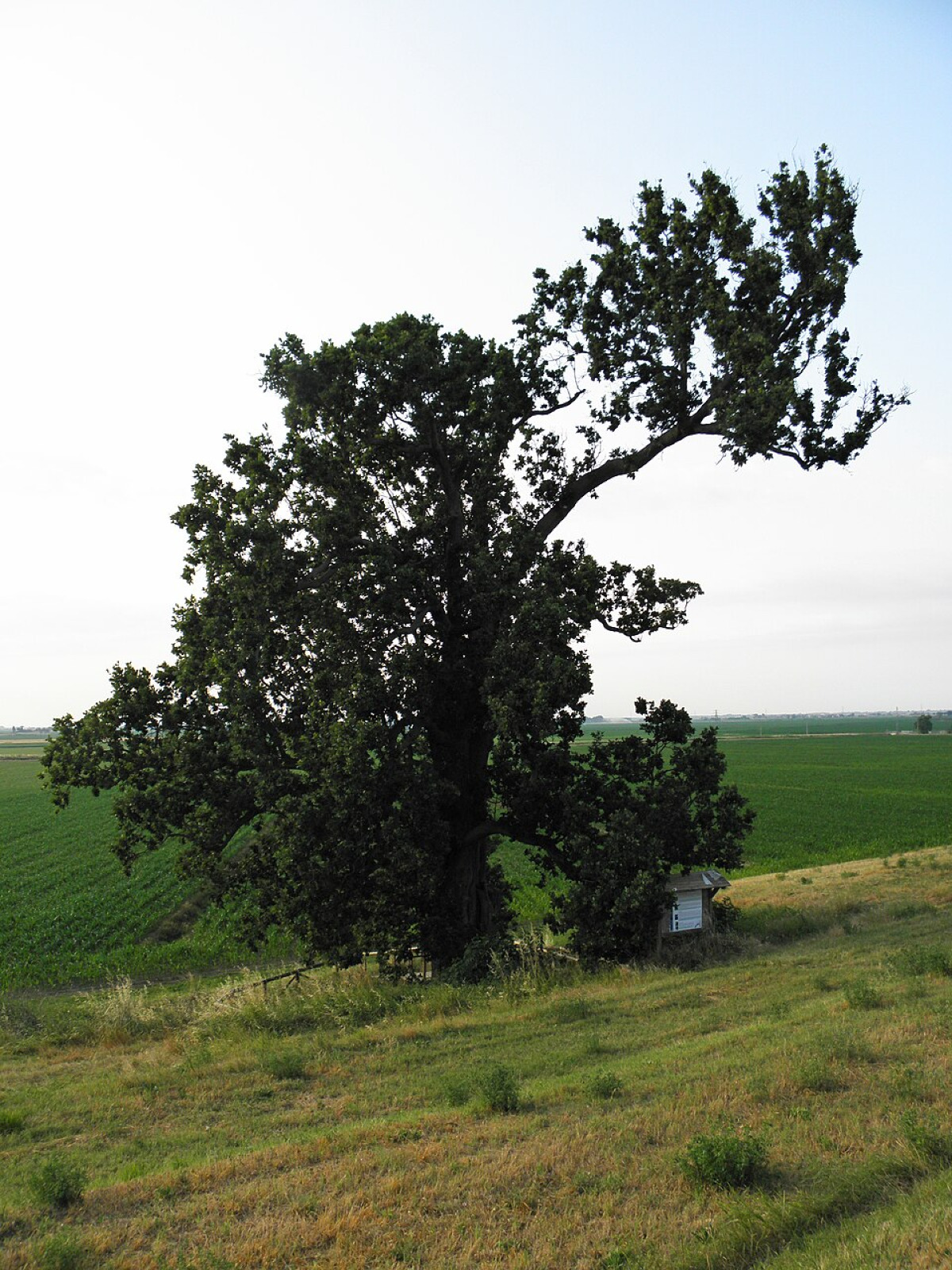 Quello che resta della Quercia di San Basilio: il confine invisibile tra Delta, memoria e futuro - Foto: Threecharlie/Wikipedia