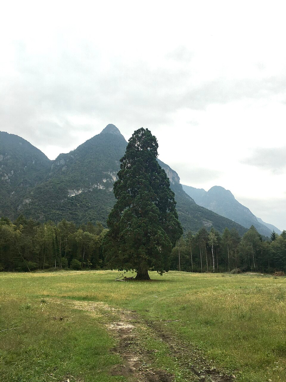 La sequoia che ha fermato l’onda del Vajont: ecco perché non cadde mai - Foto: Phante/Wikipedia