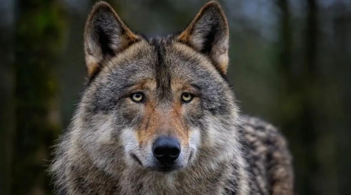 È ufficiale: «Gli abbattimenti dei lupi saranno consentiti in Veneto» - 