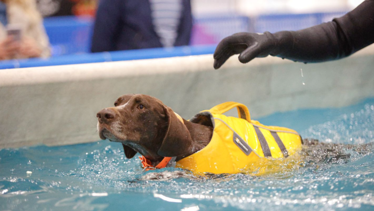 Cani, gatti e divertimento: a Padova torna l’evento imperdibile per gli amanti degli animali - 