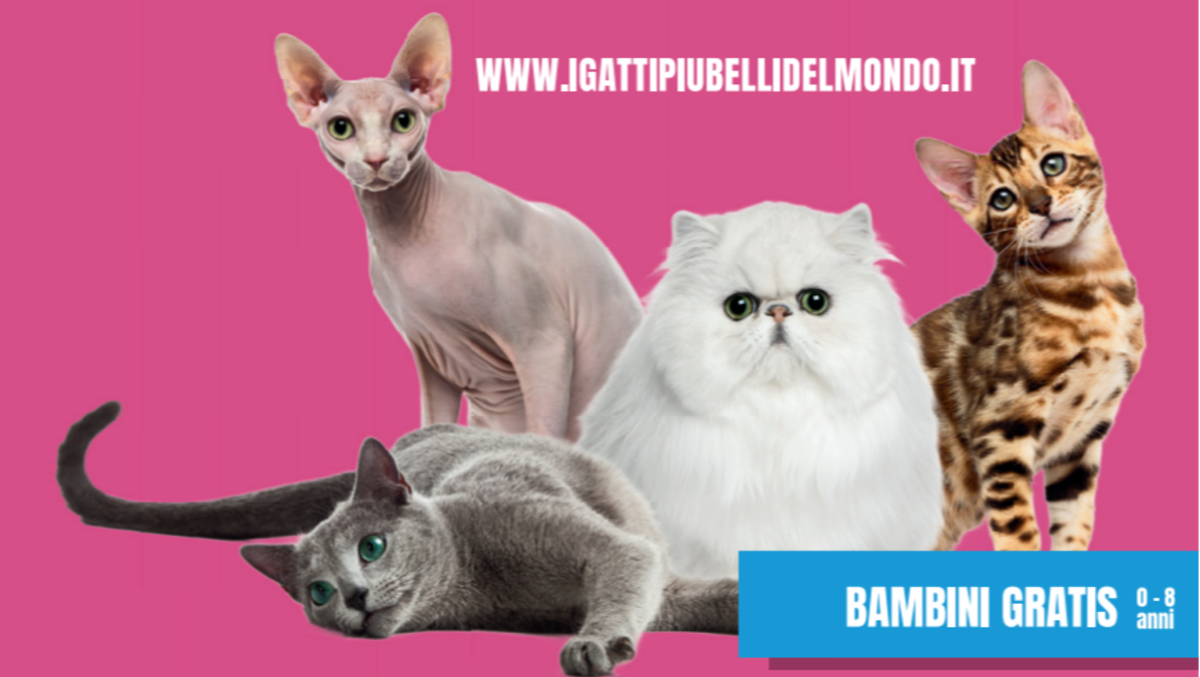 Expo felina internazionale: torna a Padova "I Gatti più belli del mondo" - 