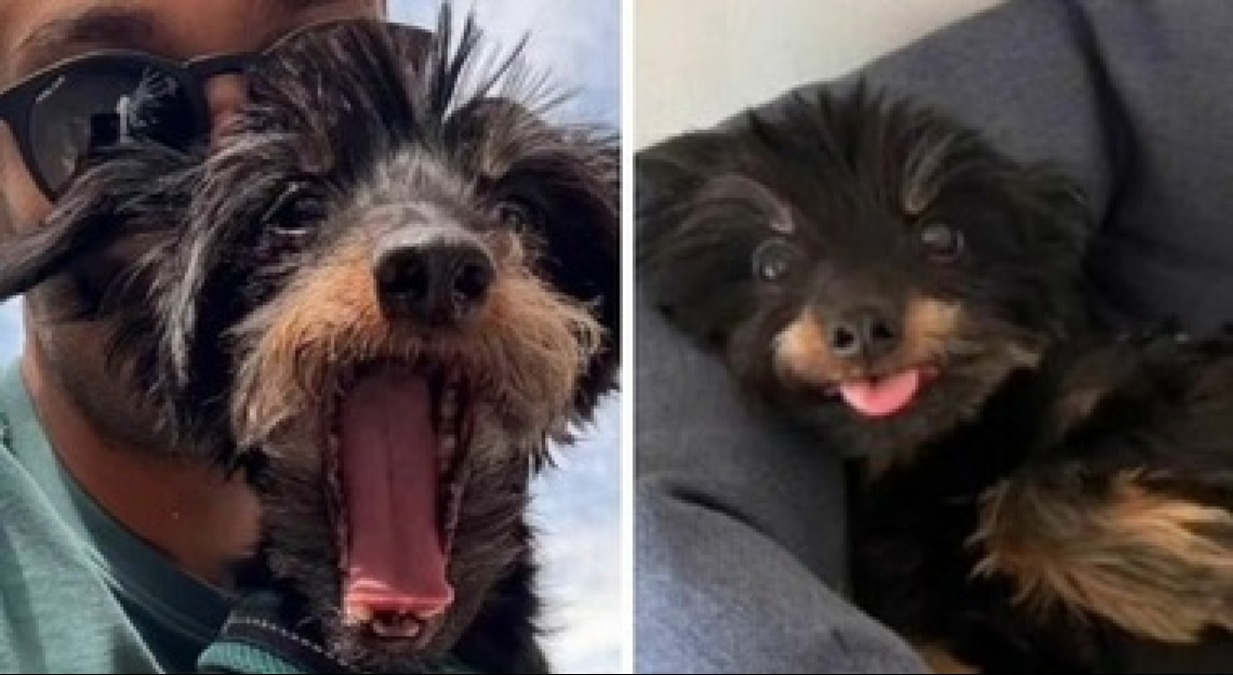 Il caso Pepe scuote il FVG: «Leggi ancora più severe per poterci definire un Paese civile» - 