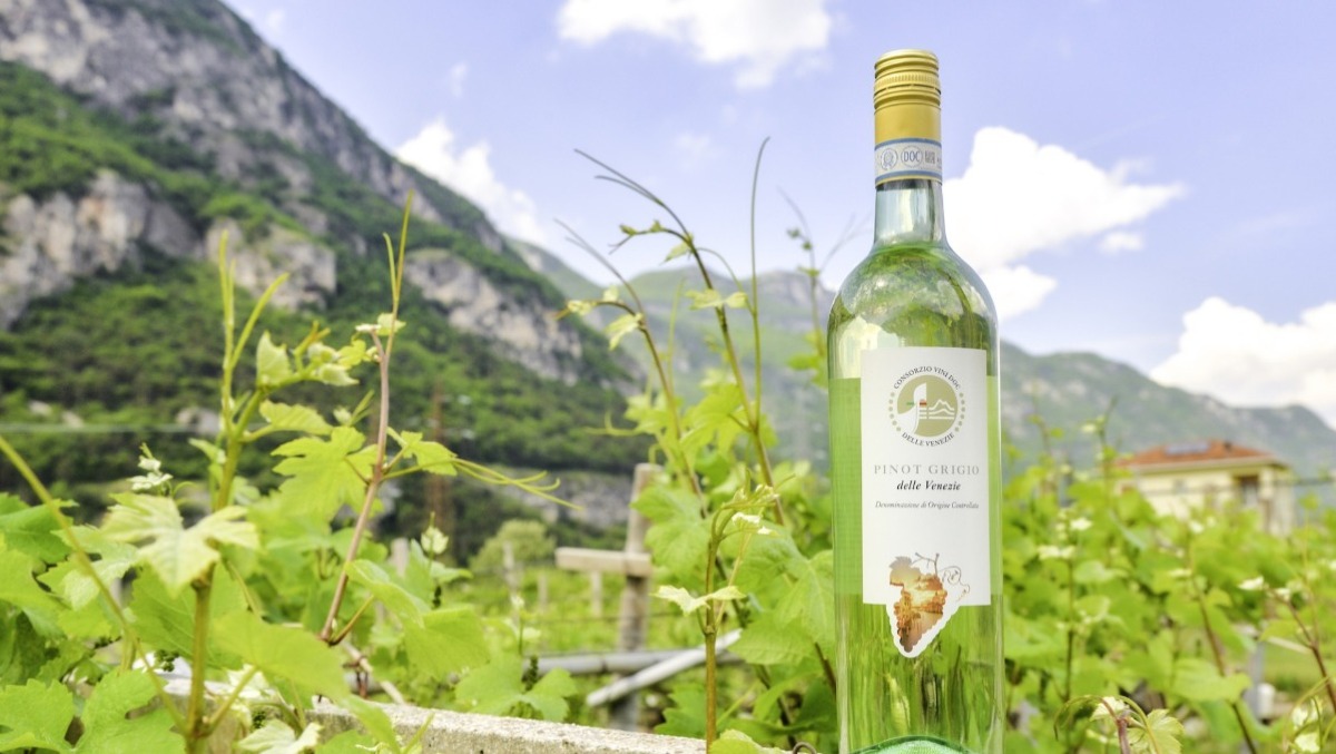 DOC delle Venezie 2025: stabilità e governance per il Pinot Grigio del Triveneto - 
