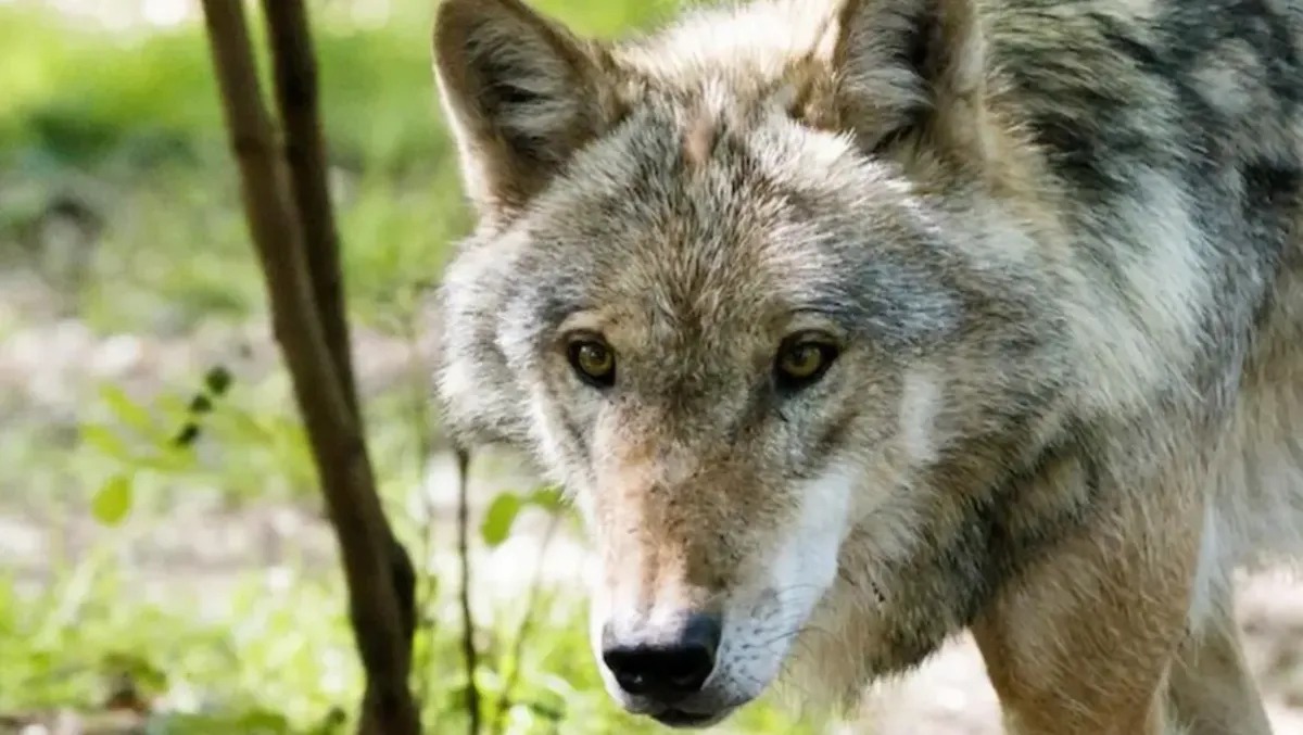 Declassamento del lupo in Fvg, Partito Animalista: "ucciderne due non risolve niente"  - 