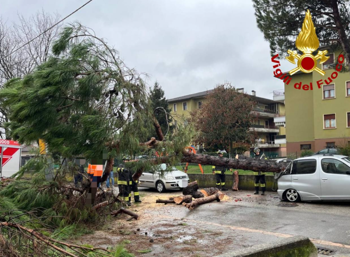 Pino precipita sulla strada: colpita un’auto e la recinzione | FOTO - La caduta del pino marittimo