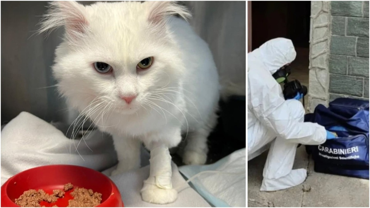 Blanco cerca una famiglia: «Forse ha visto l’omicidio del proprio padrone, è traumatizzato» - 