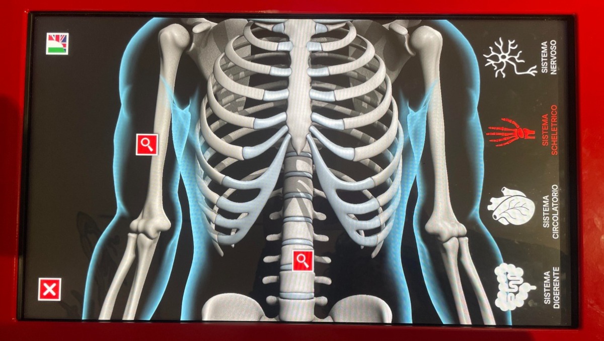 Domenica al museo, il corpo umano spiegato all’Immaginario Scientifico di Trieste - 