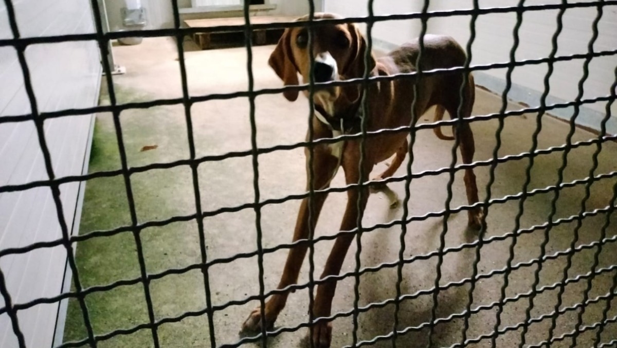 Nina restituita ai proprietari accusati di maltrattamenti. Il caso della cagnolina in Parlamento - Nina appena entrata in canile