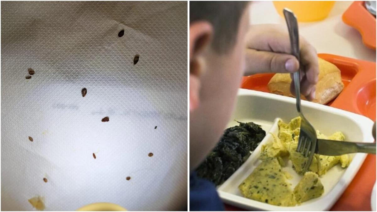 Sembravano spezie, ma erano insetti nel cibo servito ai bimbi dell’asilo - 