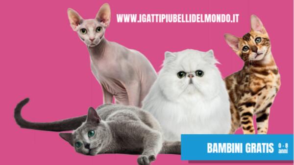 Expo felina internazionale: torna a Padova "I Gatti più belli del mondo"