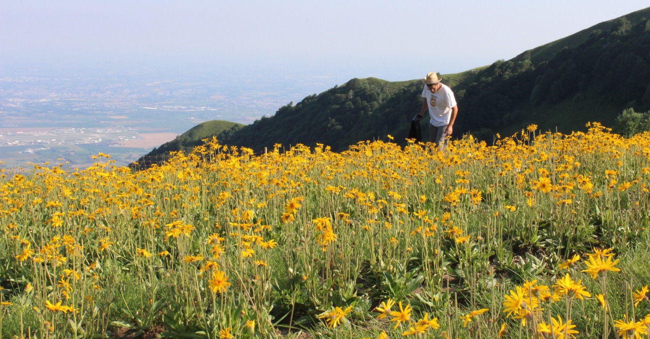 Associazione Allevatori Fvg: "ecco il piano per ridurre il consumo di antibiotici" - 