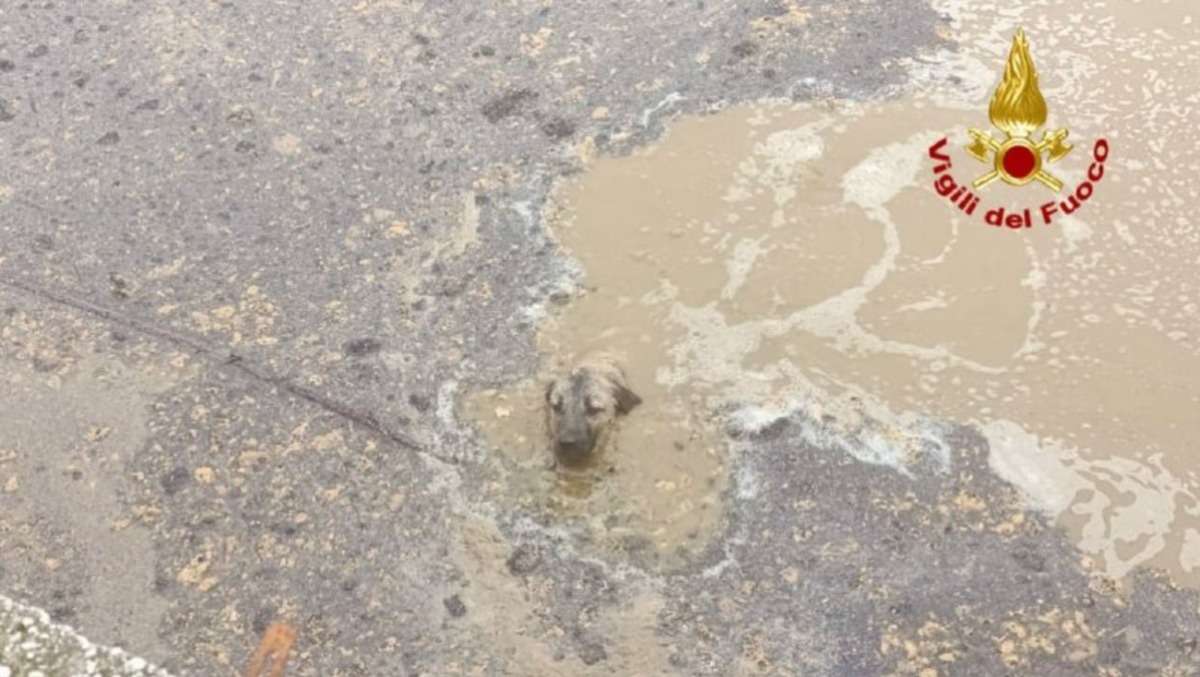 Gretel cade in una profonda vasca di liquami: salvata dai pompieri | FOTO