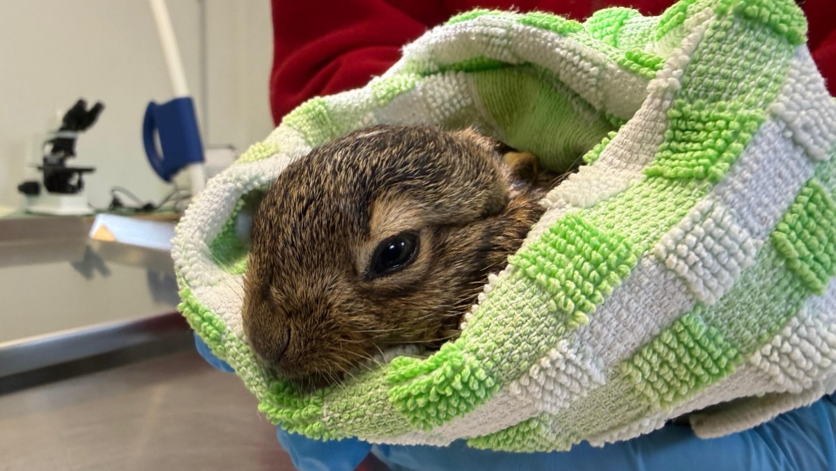 Treviso, al CRAS arrivano i primi cuccioli del 2026: recuperati alcuni leprotti - 