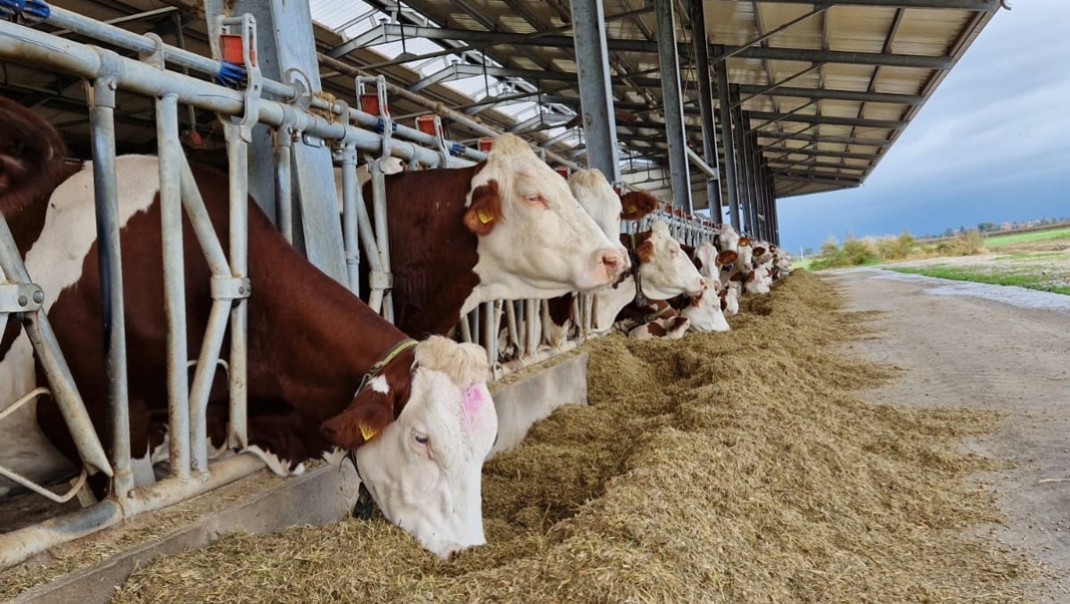 Zootecnia di precisione e sostenibilità in alpeggio: presentato il modello FVG - 