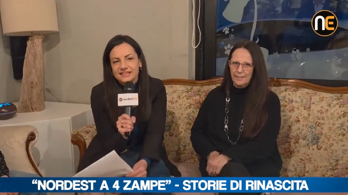 “Nordest a 4 Zampe” debutta dal "Cat Café" di Martignacco: nasce il racconto che fa bene al cuore | VIDEO - 