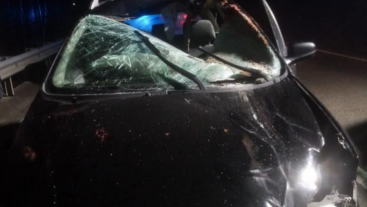 Cavallo scappa e si schianta contro un'auto: morto sul colpo - Le immagini dei Vigili del fuoco di Mules