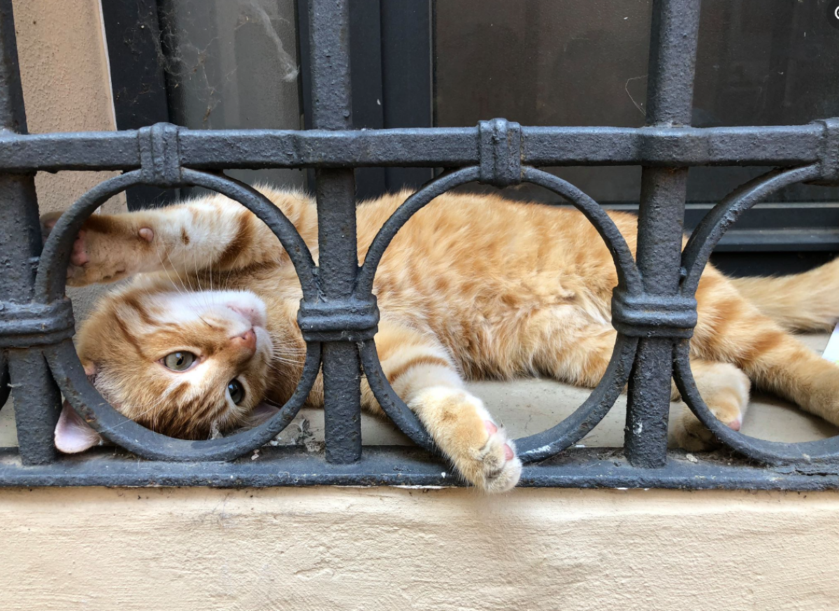 Rossini è morto: investito e ucciso il gatto mascotte della città - 