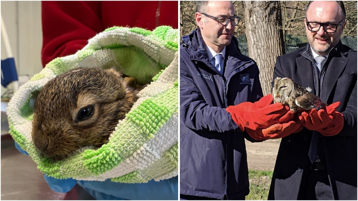 Oltre 2.500 animali salvati: il bilancio record del Centro Fauna Selvatica di Treviso - 