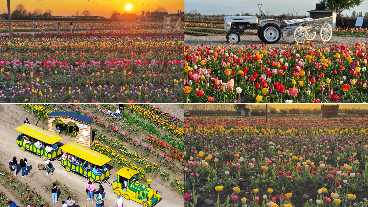 A Villorba tornano i campi di tulipani di Nonno Andrea: 500.000 bulbi in fiore - 