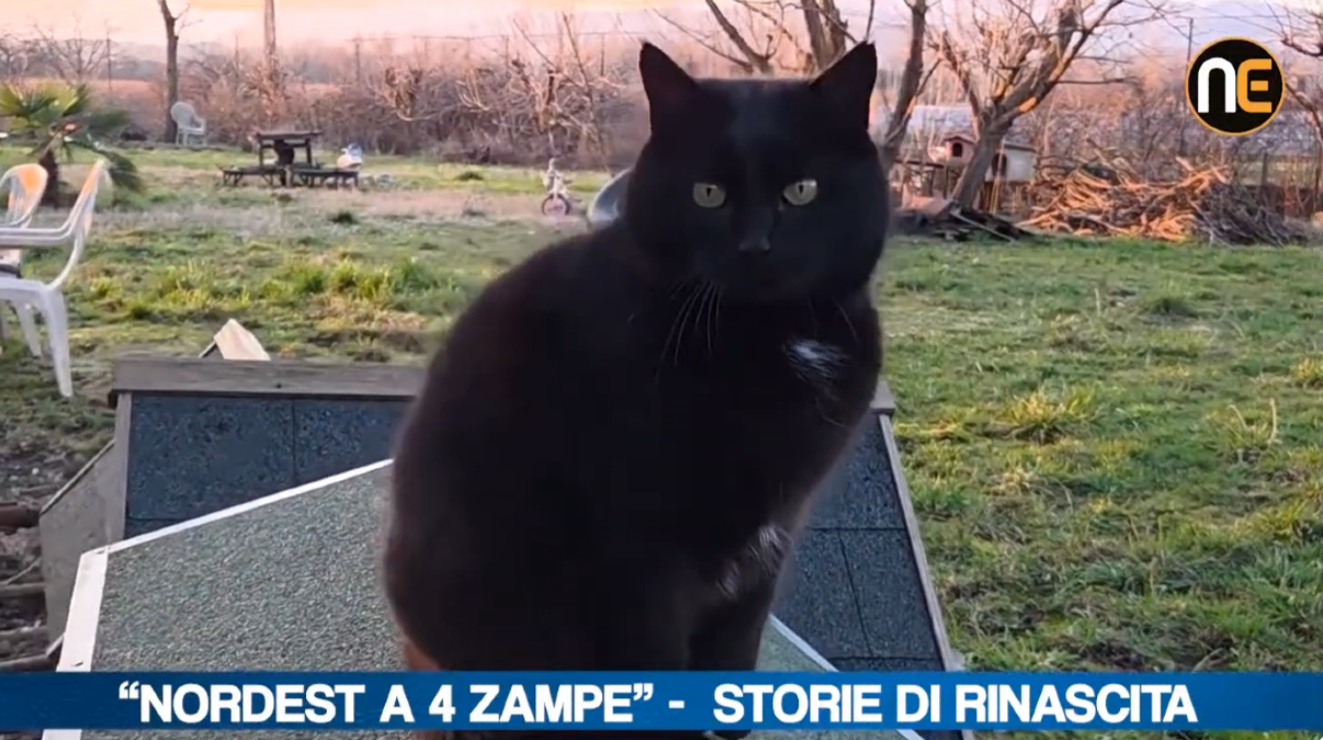 "Nordest a 4 zampe" fa tappa a Rive d’Arcano: storie di rinascita e seconde possibilità | VIDEO - 