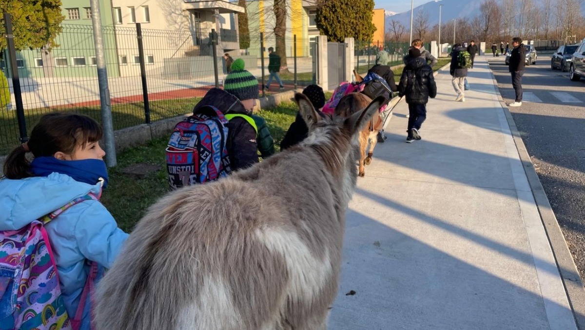 Conto alla rovescia per l'Antica fiera di Godega 2026: anche Zaia al taglio del nastro - 