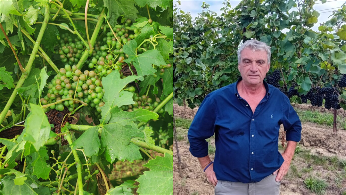 Agricoltura trevigiana, quasi 1,9 milioni alle aziende colpite da fitopatie - 