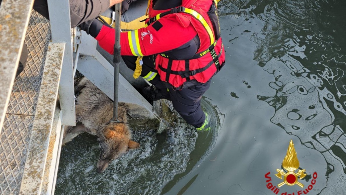 Lupa cade nel canale e rischia di morire: salvata dai Vigili del Fuoco | FOTO - VIDEO - 
