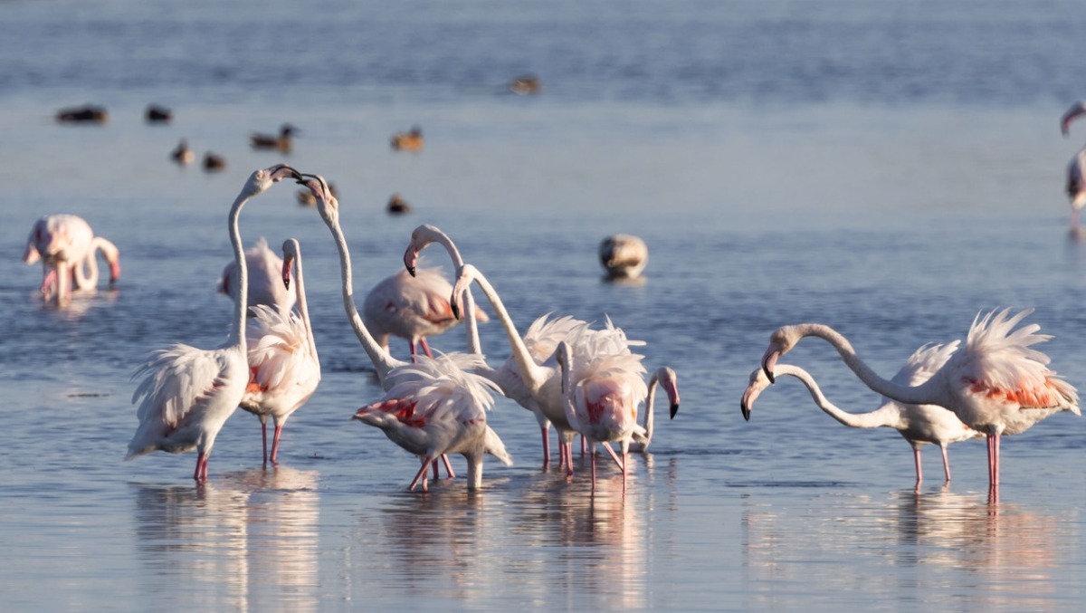 Spettacolo rosa nella laguna di Grado: fino a 1.500 fenicotteri visibili lungo la ciclabile - 