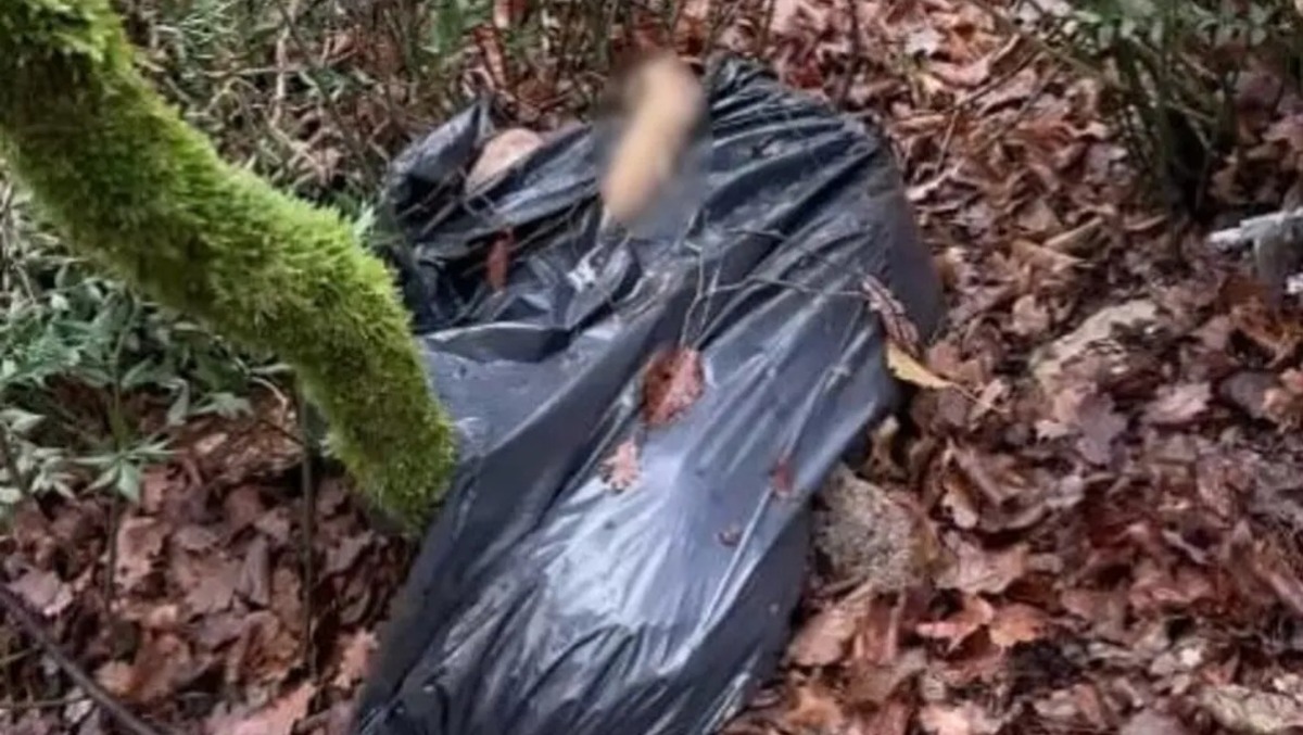Uccidono la cagnetta e la gettano nel bosco in un sacco nero: cos'è successo - 