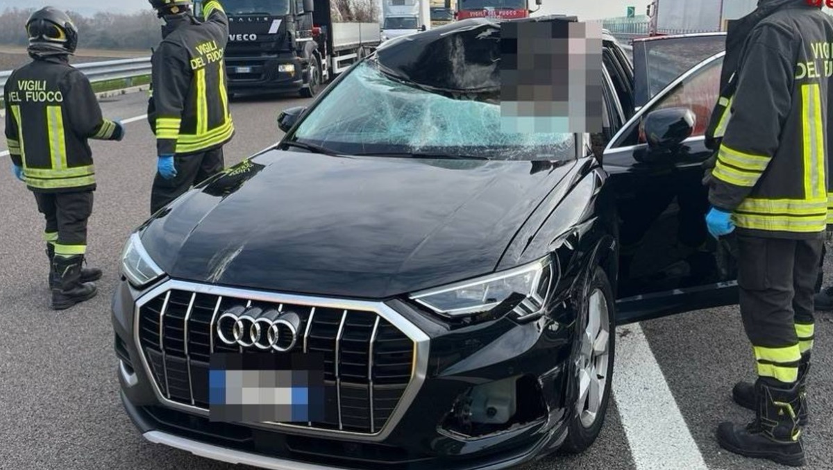 Cervo sbuca sulla strada e sfonda il parabrezza entrando nell'auto: grave la conducente - 