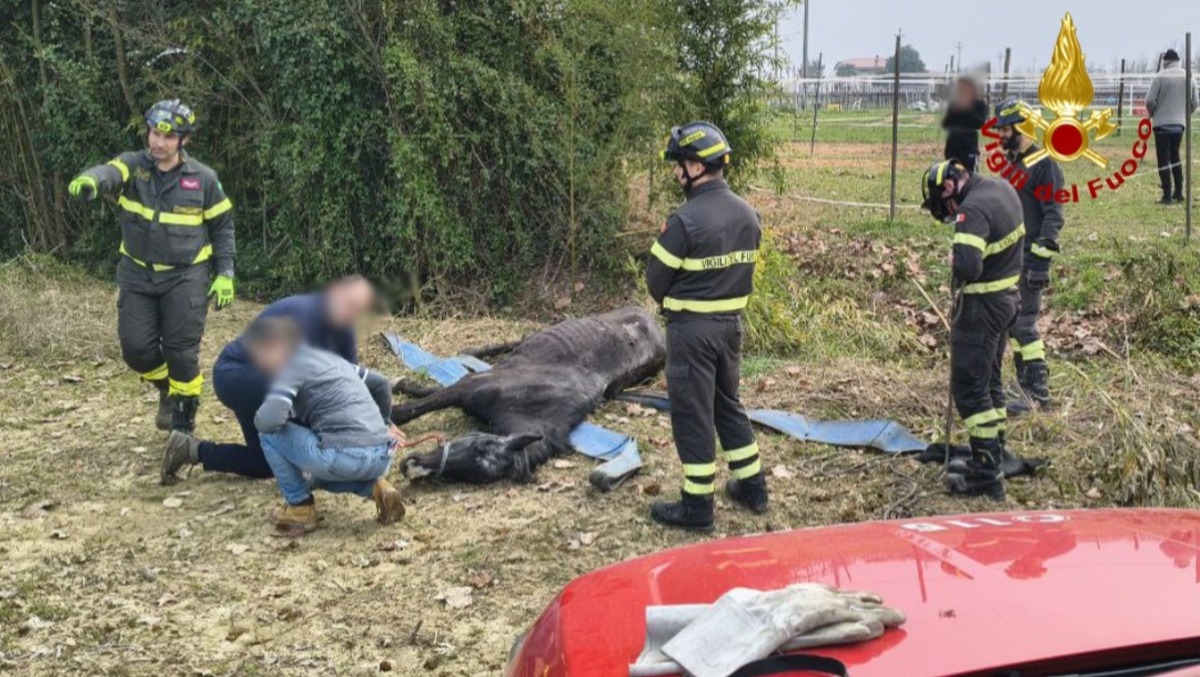 Cavallo trentenne esce dal maneggio e precipita in un fosso | FOTO - 