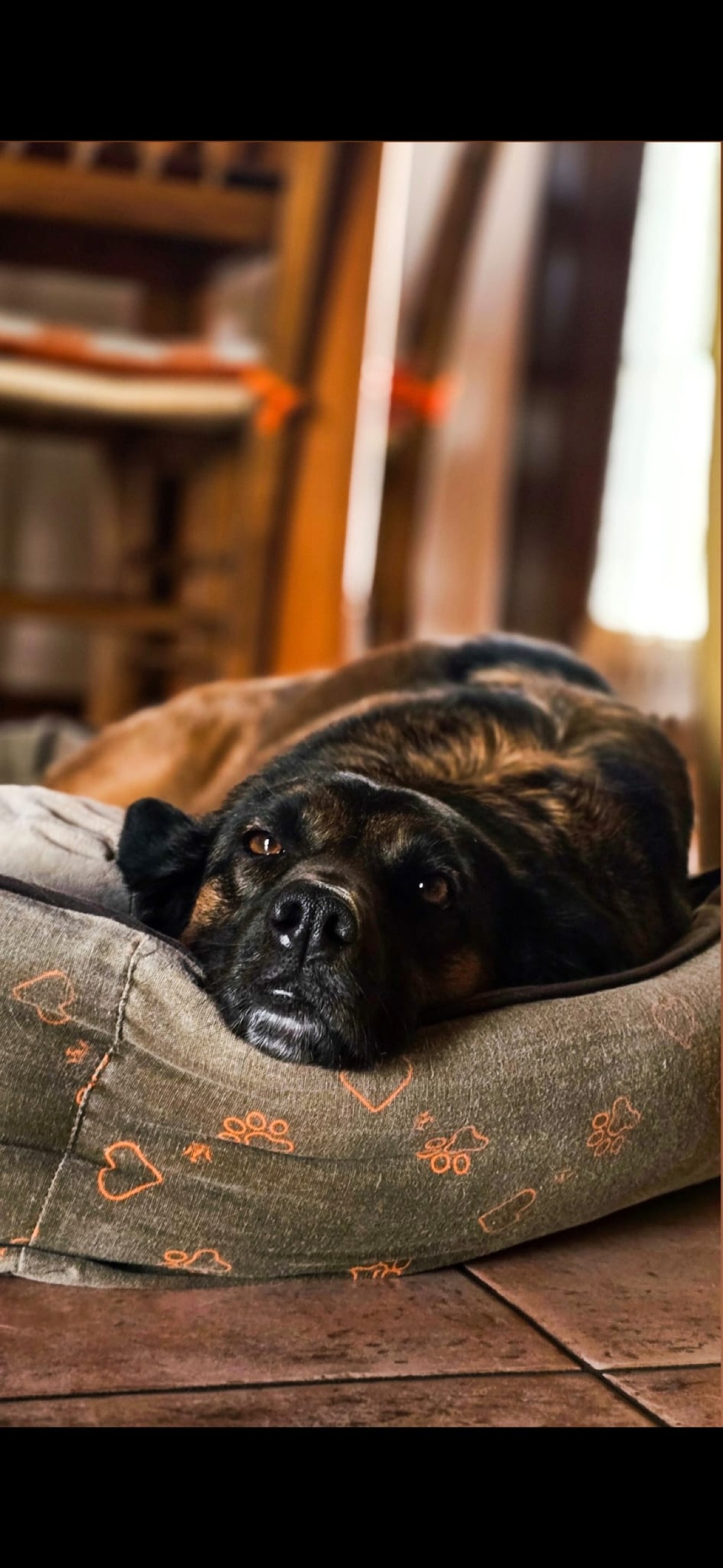 Dalla Puglia a Gruaro dopo due abbandoni, ora la malattia: raccolta fondi per Amy