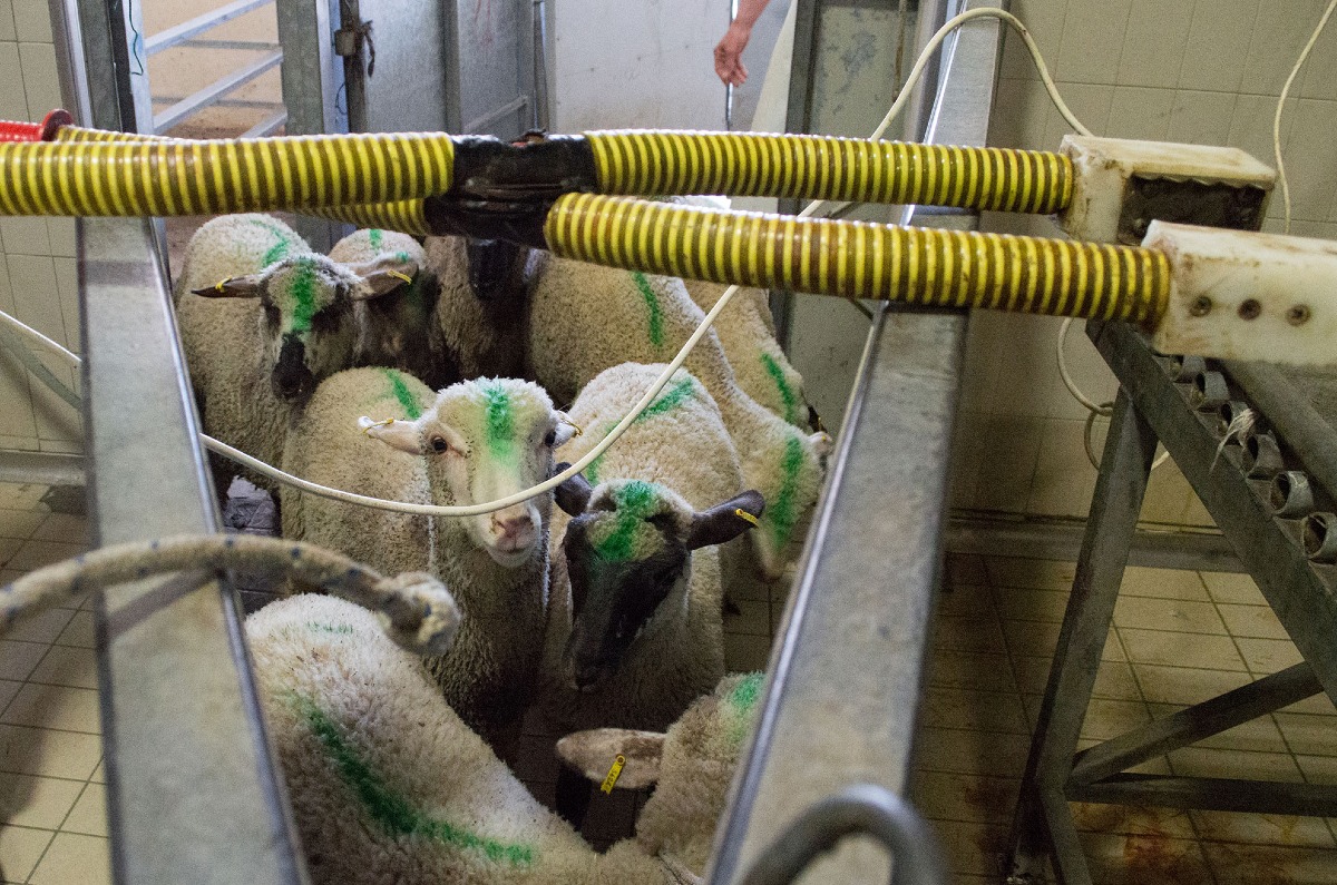 «Stop alla macellazione degli agnelli a Pasqua»: l'appello del Partito Animalista FVG - 