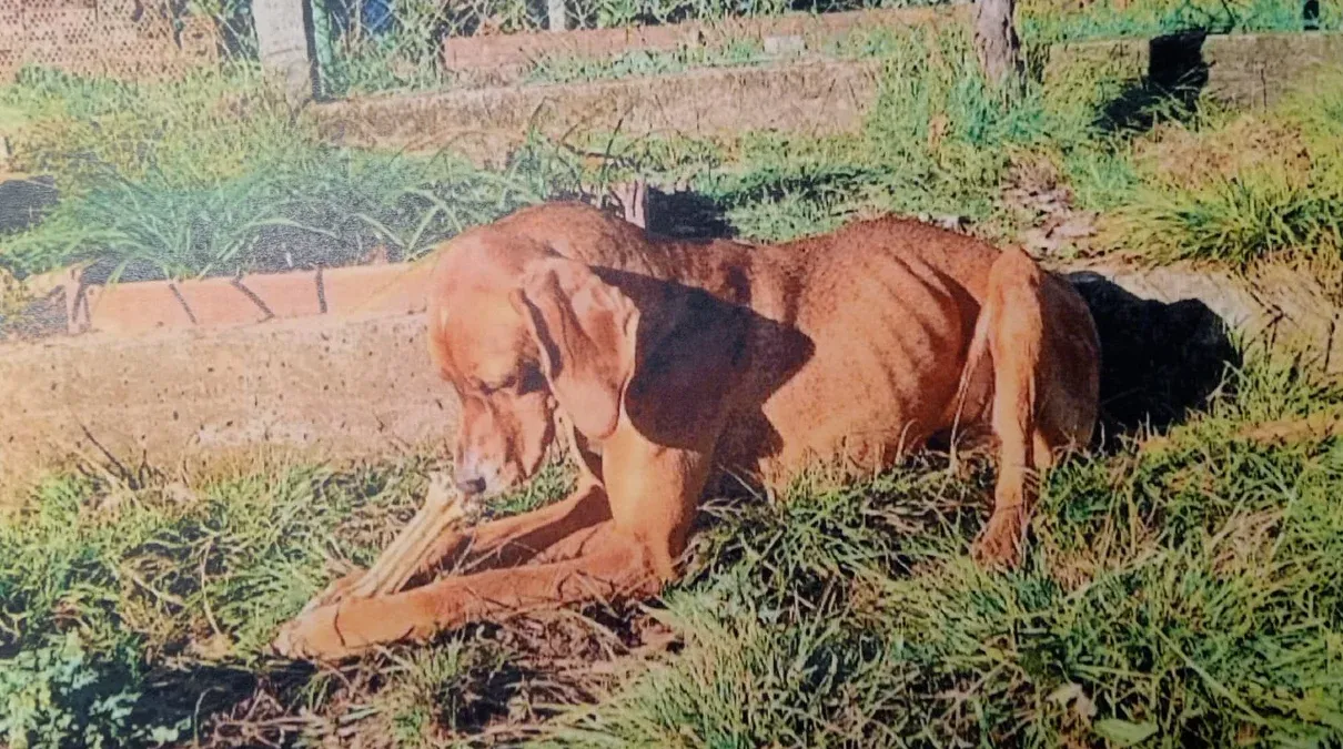 Nina torna ai proprietari: proteste degli animalisti e annunciata una nuova manifestazione  - 