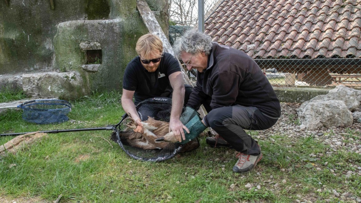 Tornano a volare alla Riserva di Cornino: liberati due grifoni arrivati dallo zoo di Dresda - 
