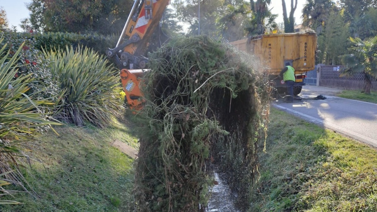 Specie invasive, il FVG rafforza la strategia: interventi su più fronti - 