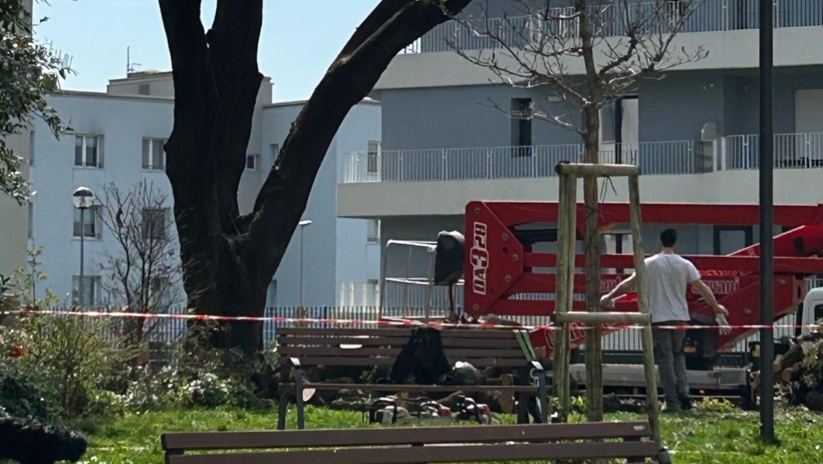 Leccio secolare abbattuto senza preavviso: scoppia la polemica nel rione Maddalena - 