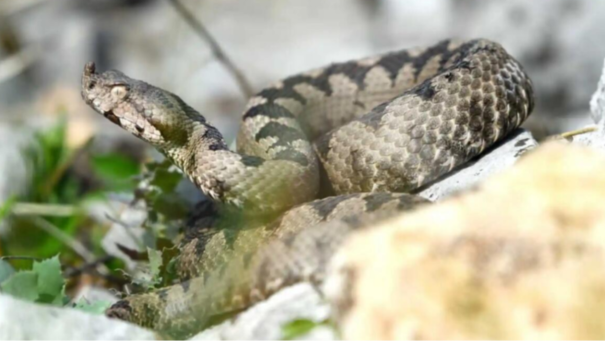 Bimba di 10 anni finisce in pronto soccorso: è stata morsa da una vipera - 