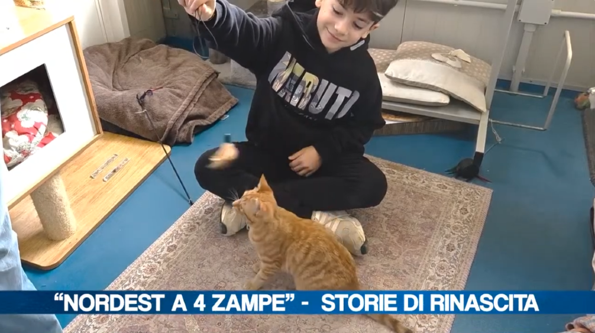 Nordest a 4 zampe, storie di rinascita dal rifugio Gruppo Ambiente ODV | VIDEO - 