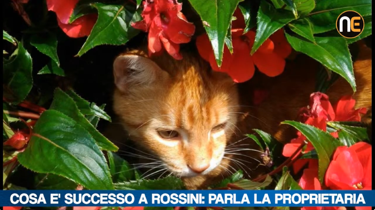 Rossini, il gatto simbolo di Rovigo: a Nordest24 parla la proprietaria | VIDEO - 