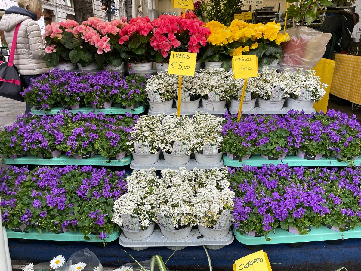 Trieste in Fiore 2026: nove giorni tra colori, profumi e natura nel cuore della città - 