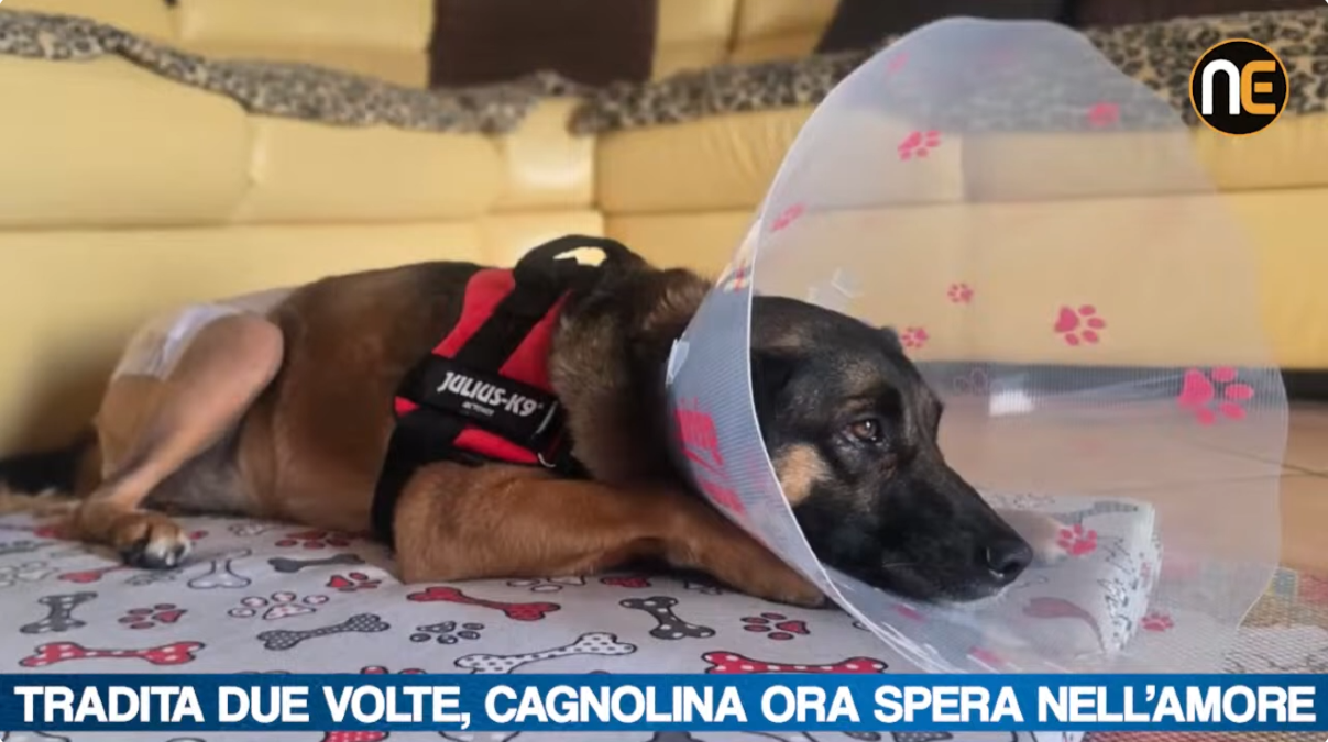 Due abbandoni e ora una raccolta fondi per curarla: la storia della cagnolina Amy a Nordest24 | VIDEO - 