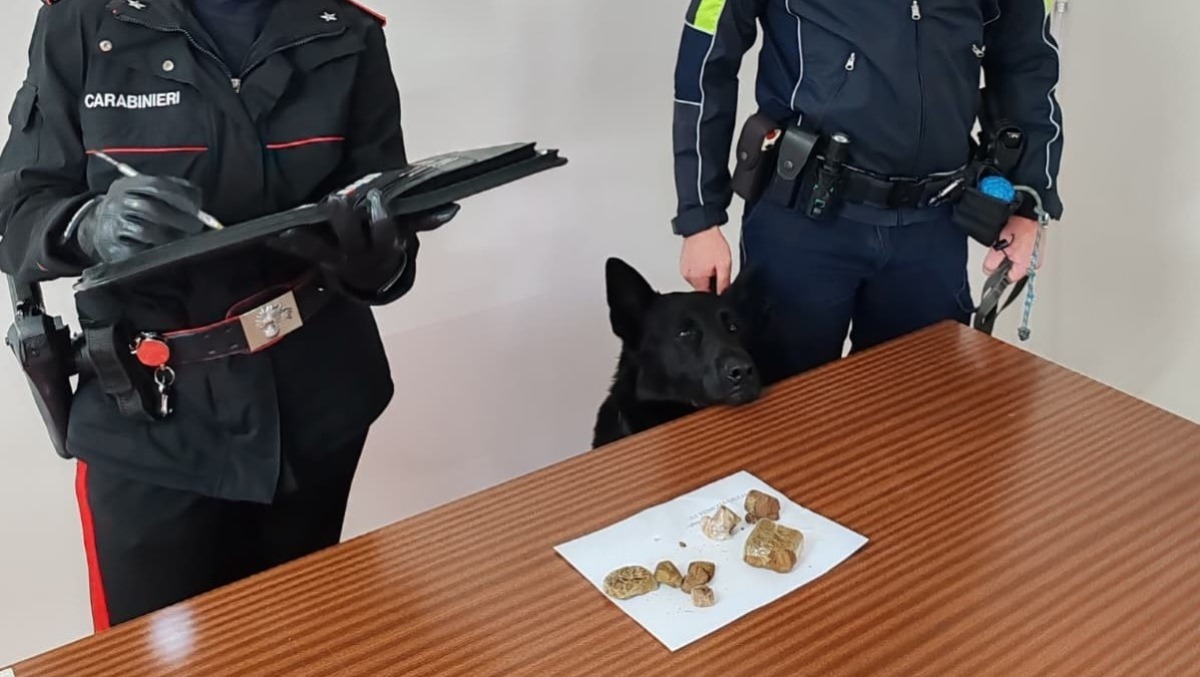 Il cane Garant fiuta la droga a Udine: nei guai un giovane friulano e 3 stranieri - 